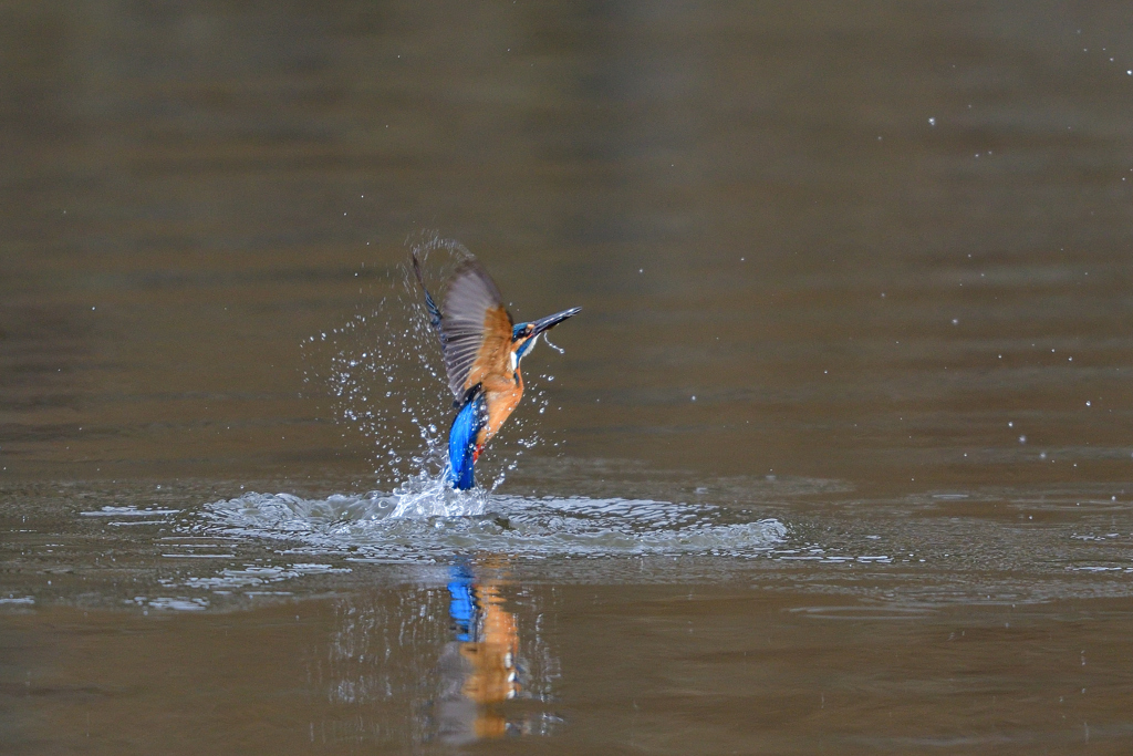 お魚ゲット 2020_22
