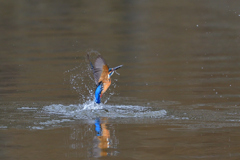 お魚ゲット 2020_22