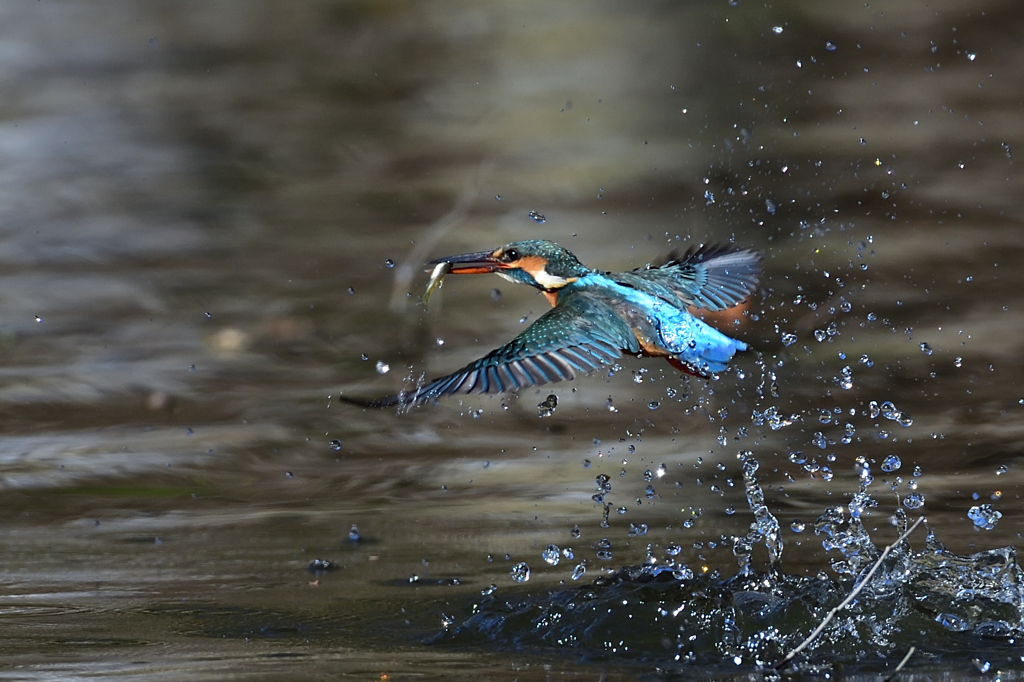 お魚ゲット 2019_76