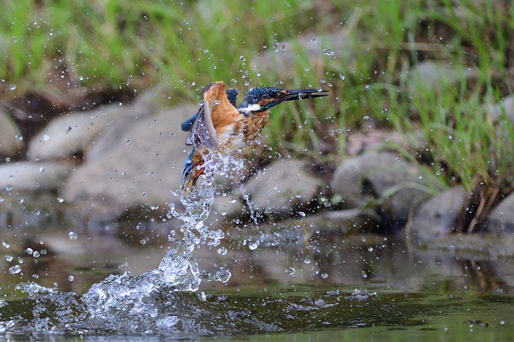 老カワ 4