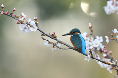 桜カワセミ 2018_2