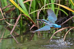 小エビゲット 2