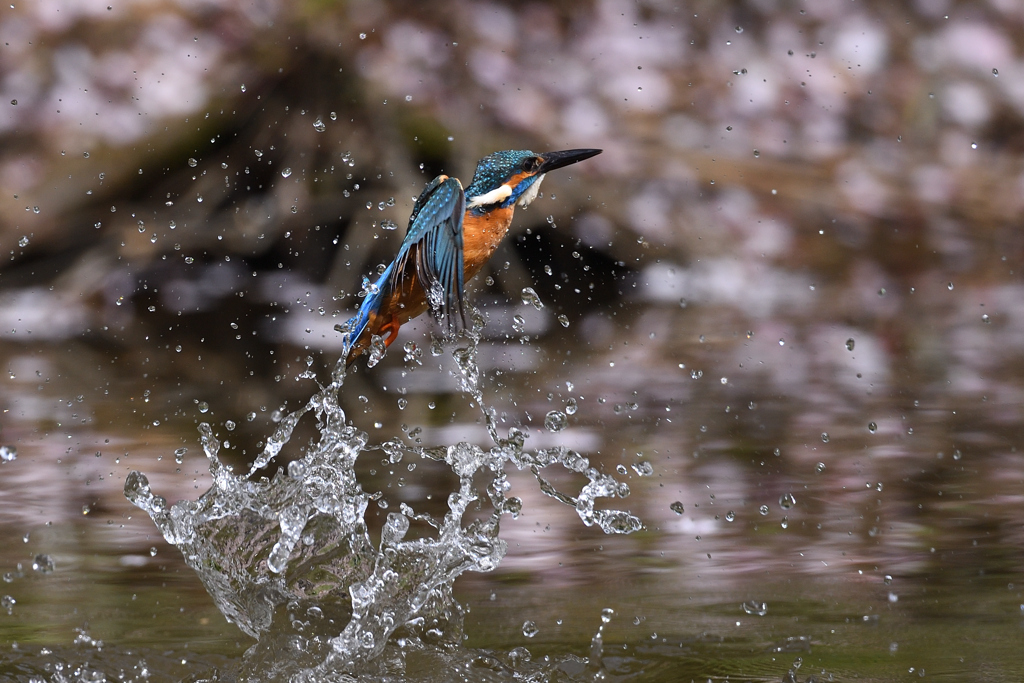 スプラッシュ 2021_24