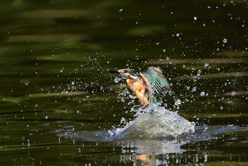 スプラッシュ 2021_46