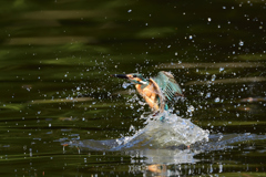 スプラッシュ 2021_46