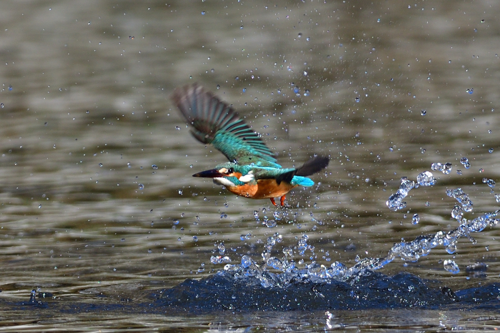 スプラッシュ 2011_22