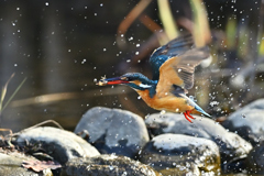 ザリガニ ゲット ザリガニ ゲット