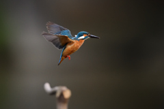 ホバリング 2021_20