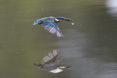 水平飛行