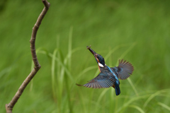 えびゲット 2019_10