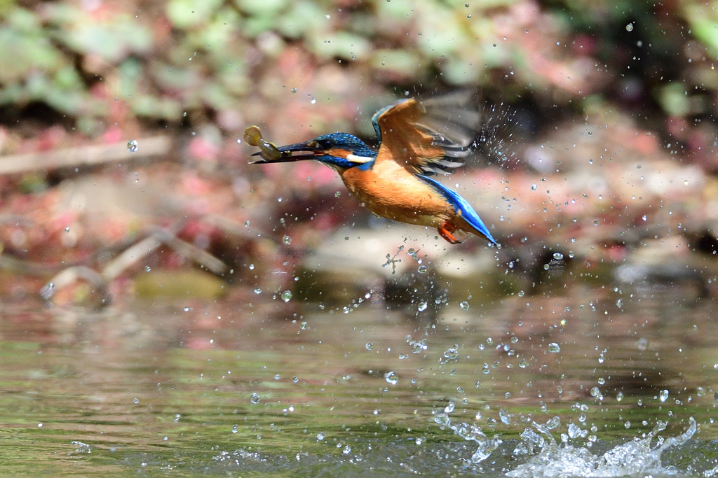 お魚ゲット 2021_22