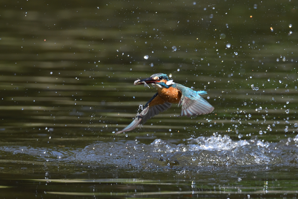 お魚ゲット 2021_37