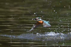 お魚ゲット 2021_37