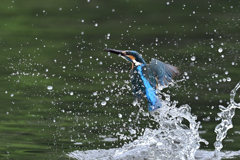 スプラッシュ A-11