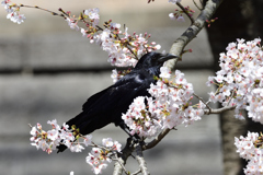 カラスだって花見がしたい 2