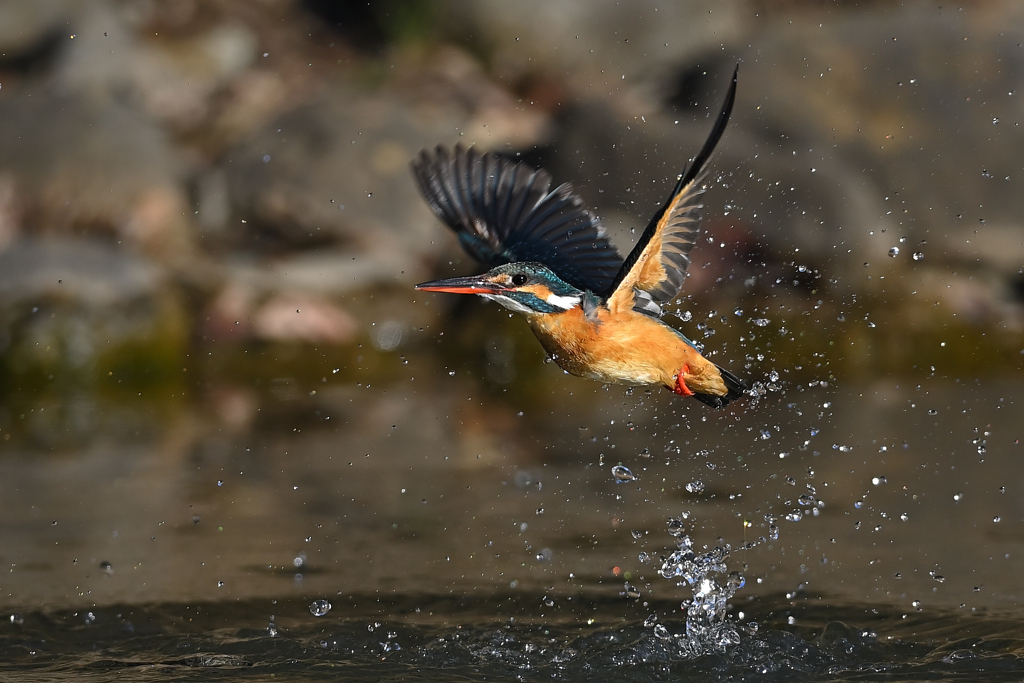 スプラッシュ 2