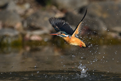 スプラッシュ 2 スプラッシュ 2