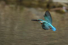 小えびゲット 1