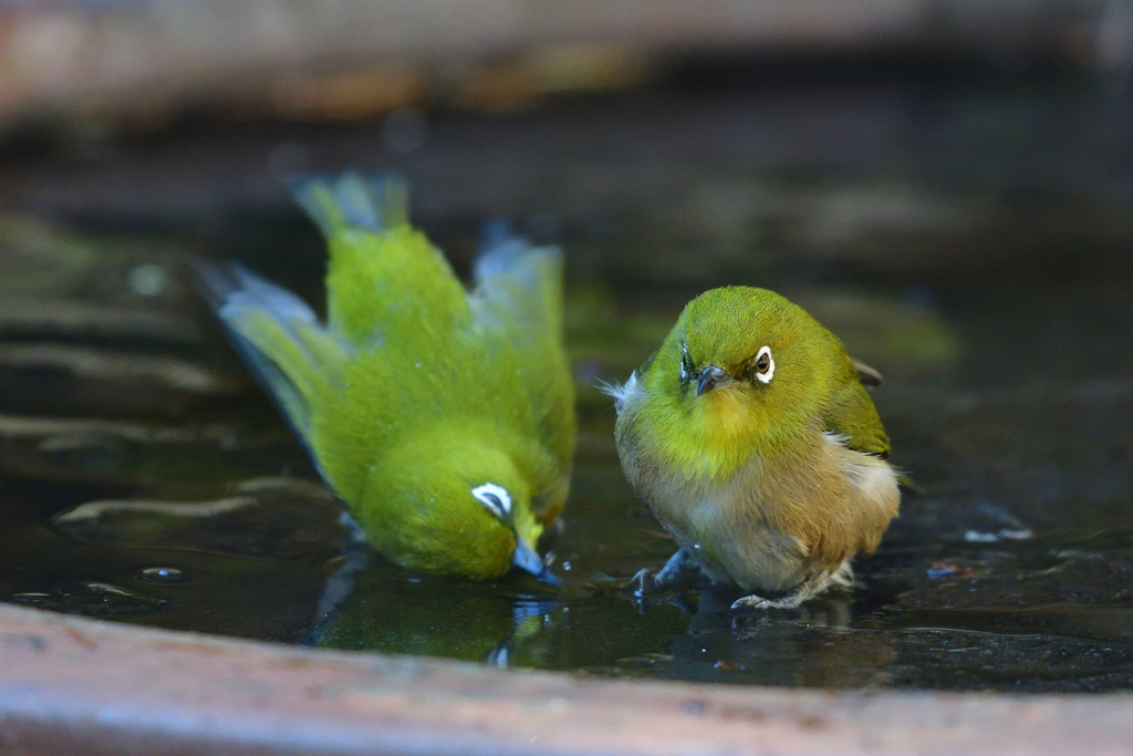 臥してお詫びします