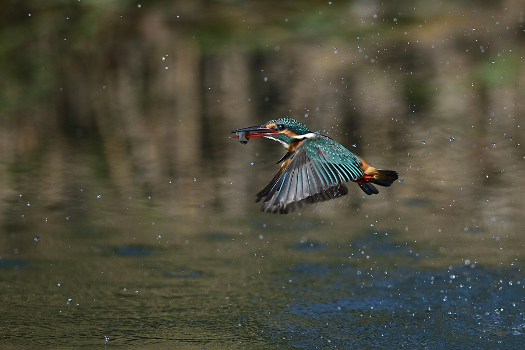 お魚ゲット 2019_61