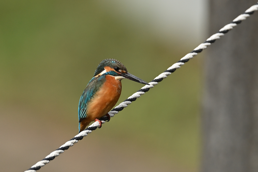 ポートレート 2