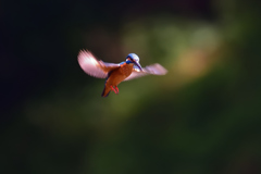 ホバ三昧 2018_27