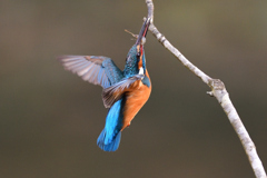 止まり木めざし