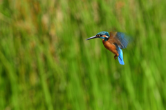 ホバリング 2021_38