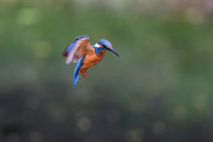 ホバリング 2020_27