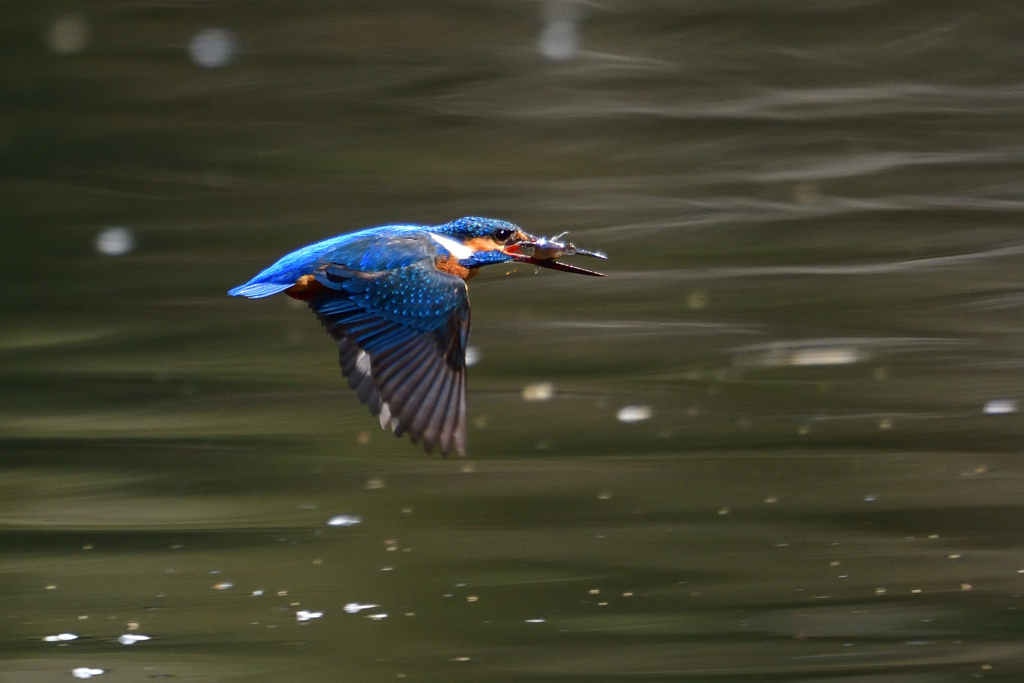 ダイブ戻り 2019_27