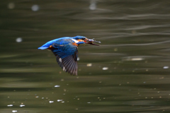 ダイブ戻り 2019_27