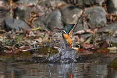 スプラッシュ スプラッシュ