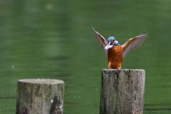 おーい！魚だよ