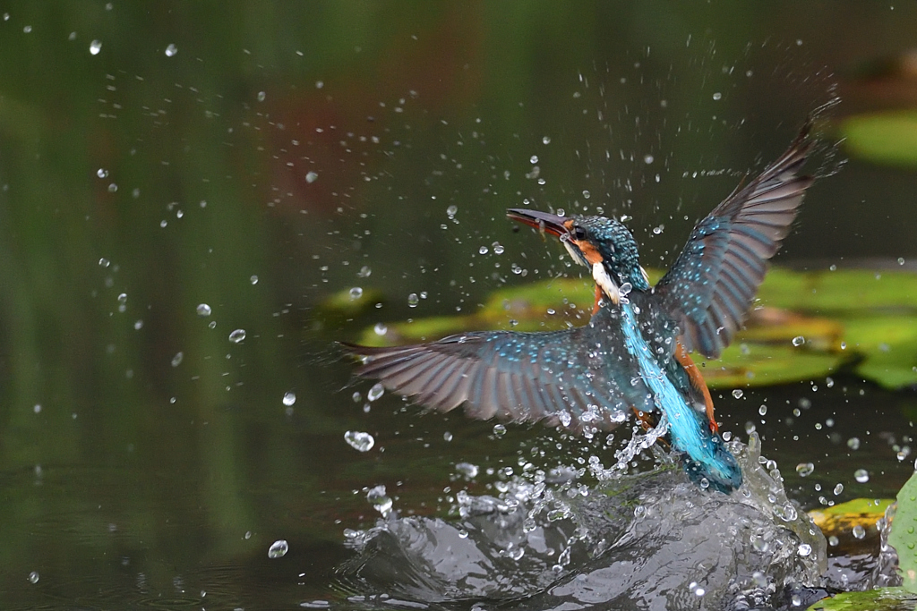 スプラッシュ 2020_10