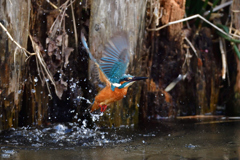 ライジング 2020_12