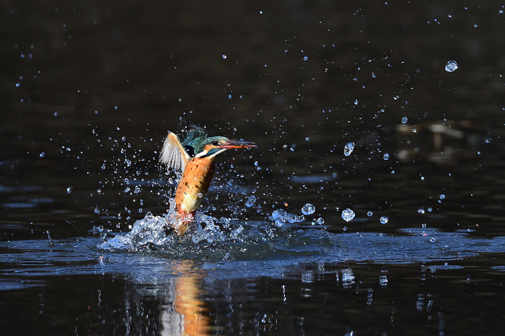 お魚ゲット 2020_11
