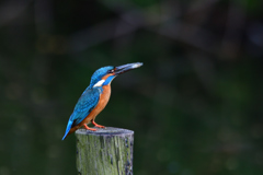 カビ玉の憂鬱 3