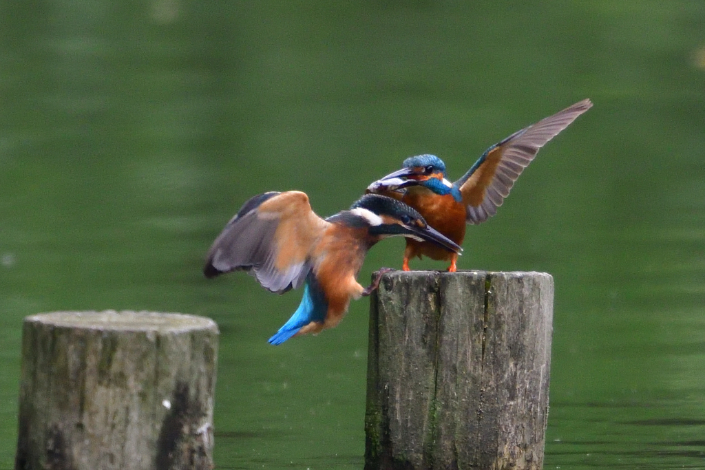 父さんありがとう