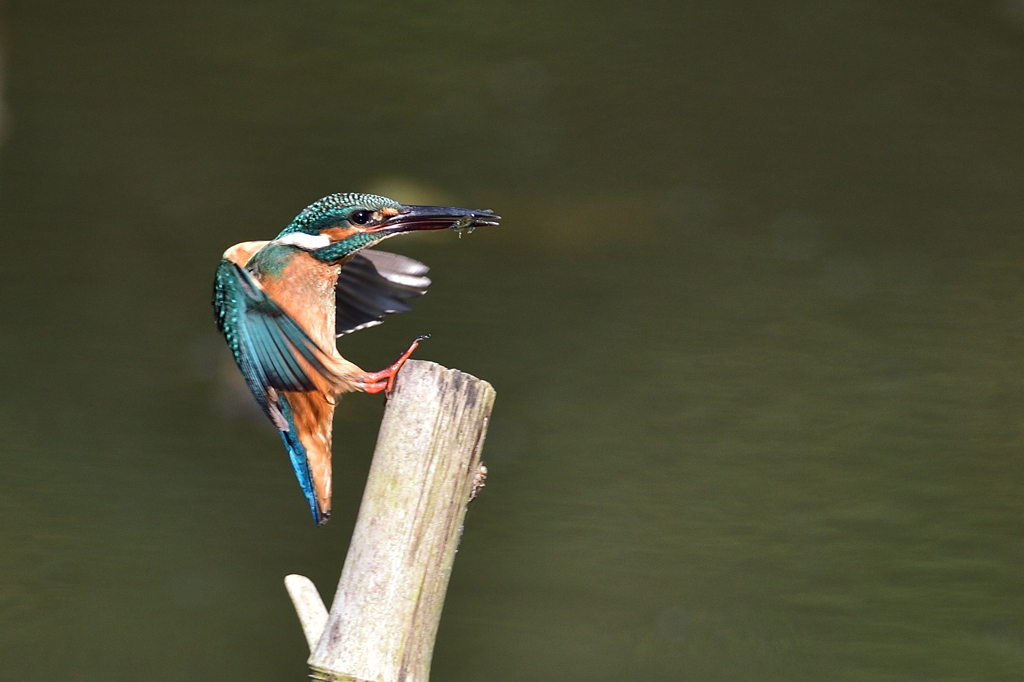 えびゲット 2019_27