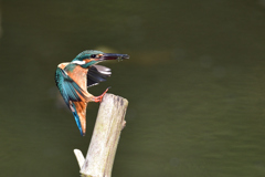 えびゲット 2019_27