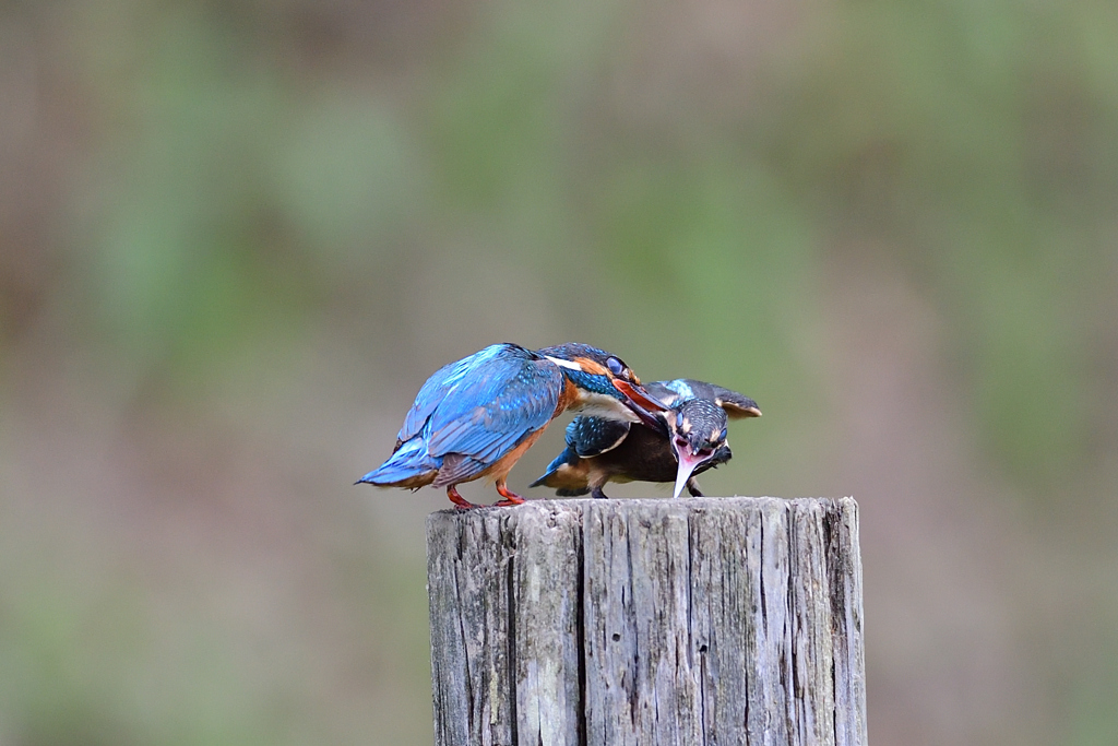 父子 2（噛みつかれる）