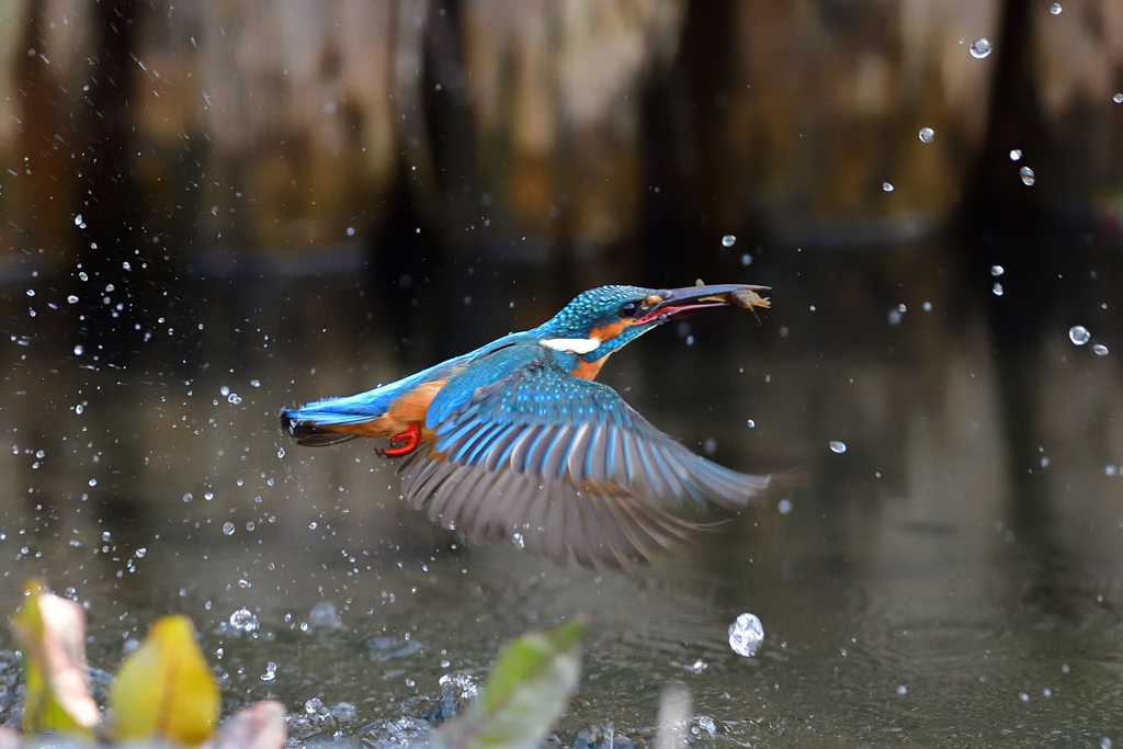 えびゲット 2020_28