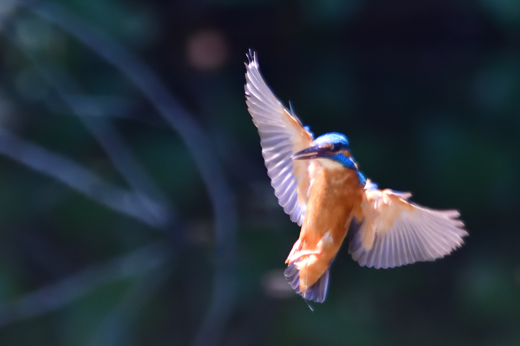 カビ玉の憂鬱 1