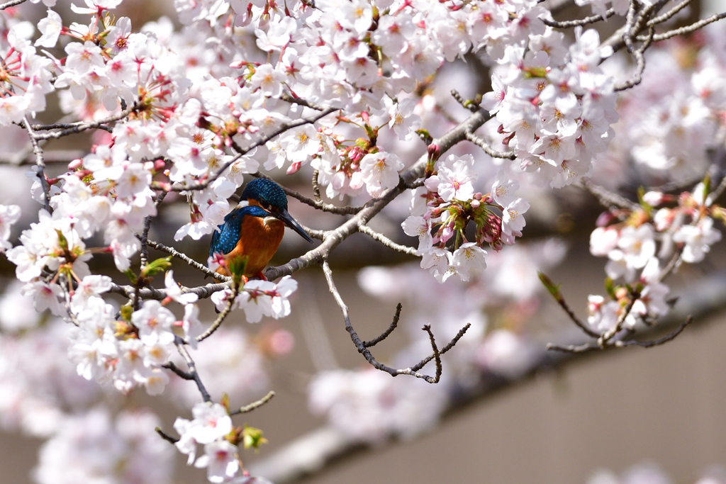 花陰に潜む 2