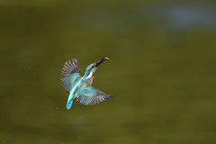 魚を咥えて上昇