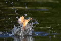 お魚ゲット 2021_54