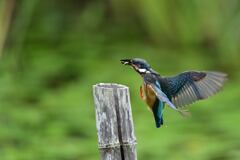 魚を獲って帰還