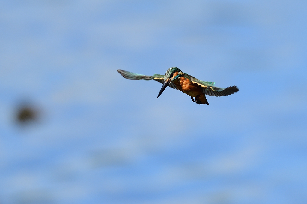 ホバリング 2021_30