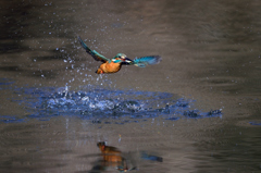 スプラッシュ 29