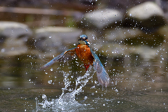 スプラッシュ 2020_10